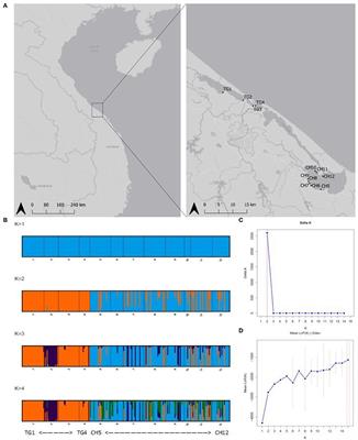 Low Genetic Connectivity of Strongly Inbred Ruppia brevipedunculata in Aquaculture Dominated Lagoons (Viet Nam)